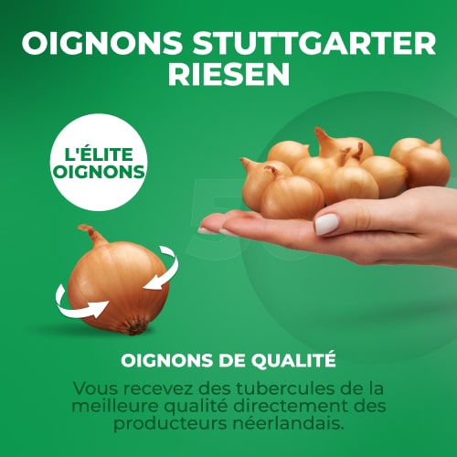Planting Onions Shallot Yellow Moon - for Sale Planting Onions Shallot Yellow Moon