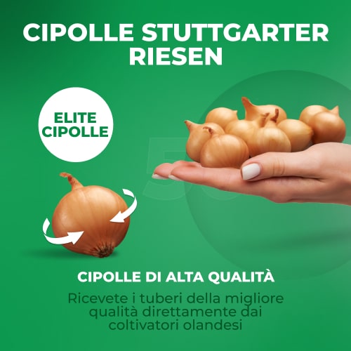 Planting Onions Shallot Biztro - for Sale Planting Onions Shallot Biztro