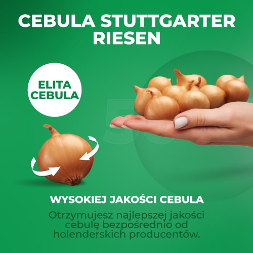 Planting Onions Shallot Yellow Moon - for Sale Planting Onions Shallot Yellow Moon
