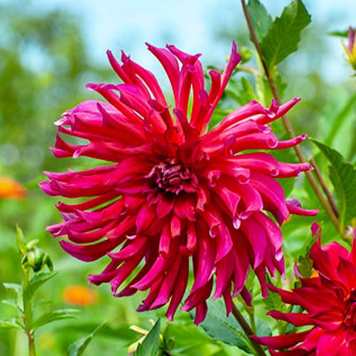 Dahlia Taum Sauk - for Sale Dahlia Taum Sauk