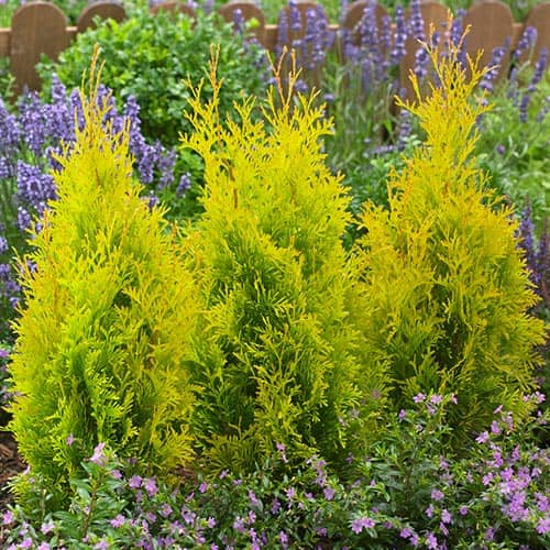 Thuja (occidentalis) Sunny Smaragd - for Sale Thuja (occidentalis) Sunny Smaragd