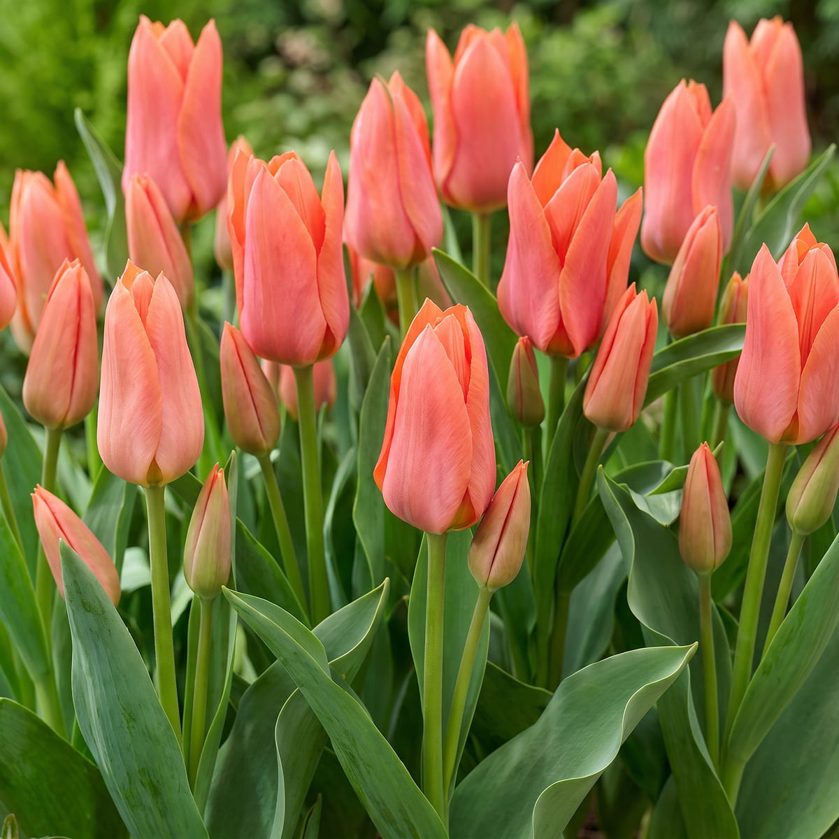 Tulp Toronto - for Sale Tulp Toronto