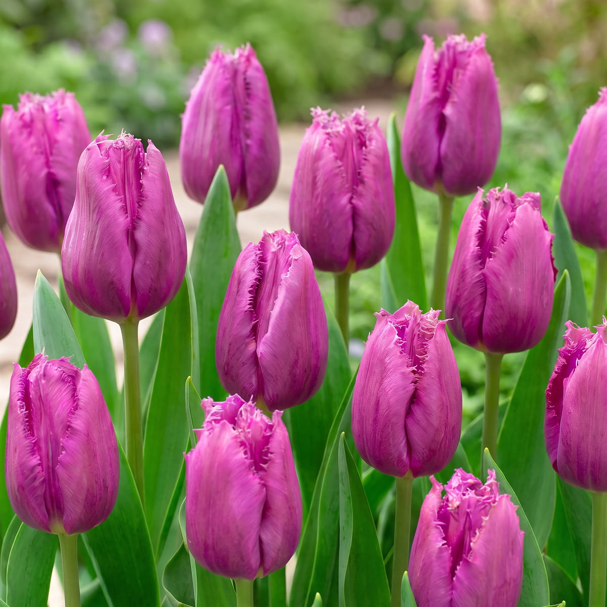 Tulipan San Luiz - for Sale Tulipan San Luiz