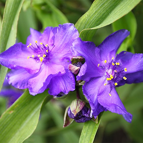 Tradescantia (andersoniana) Barbel - for Sale Tradescantia (andersoniana) Barbel