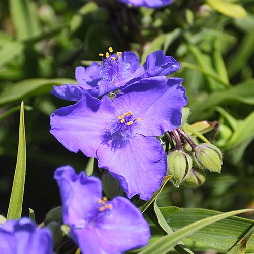 Tradescantia (andersoniana) Barbel - for Sale Tradescantia (andersoniana) Barbel