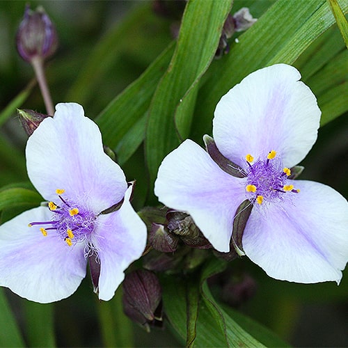Tradescantia (andersoniana) Billberry Ice - for Sale Tradescantia (andersoniana) Billberry Ice