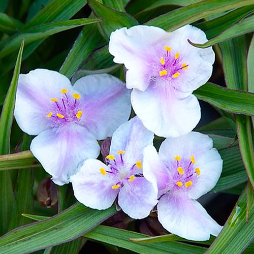 Tradescantia (andersoniana) Billberry Ice - for Sale Tradescantia (andersoniana) Billberry Ice