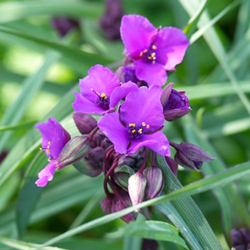 Tradescantia (andersoniana) Concord Grape - for Sale Tradescantia (andersoniana) Concord Grape