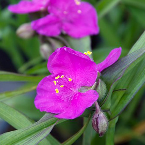 Tradescantia (andersoniana) Karminglut - for Sale Tradescantia (andersoniana) Karminglut