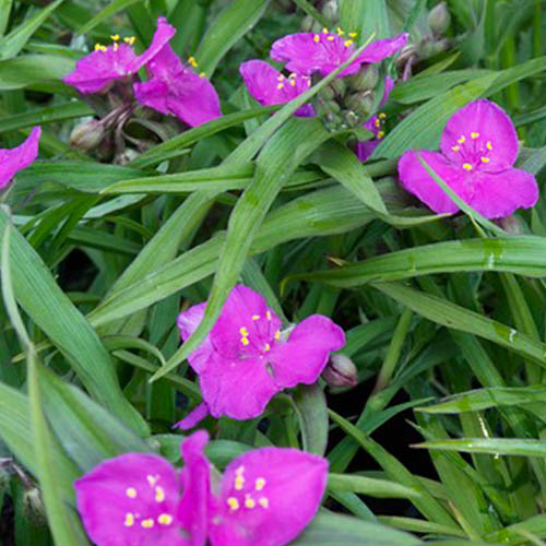 Tradescantia (andersoniana) Karminglut - for Sale Tradescantia (andersoniana) Karminglut