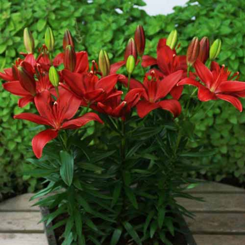 Lily (Lilium) Trendy Havanna - for Sale Lily (Lilium) Trendy Havanna