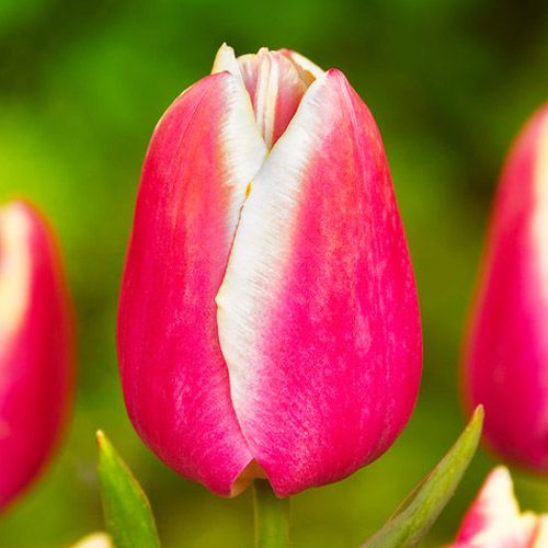 Tulip Jefgenia - for Sale Tulip Jefgenia