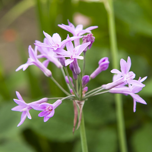 Tulbaghia violacea - for Sale Tulbaghia violacea