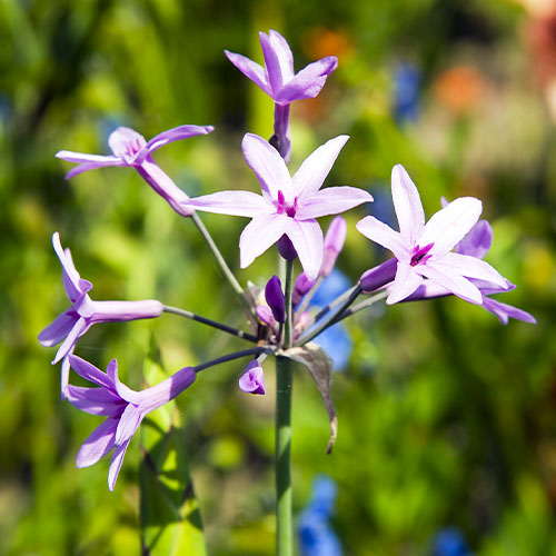 Tulbaghia violacea - for Sale Tulbaghia violacea
