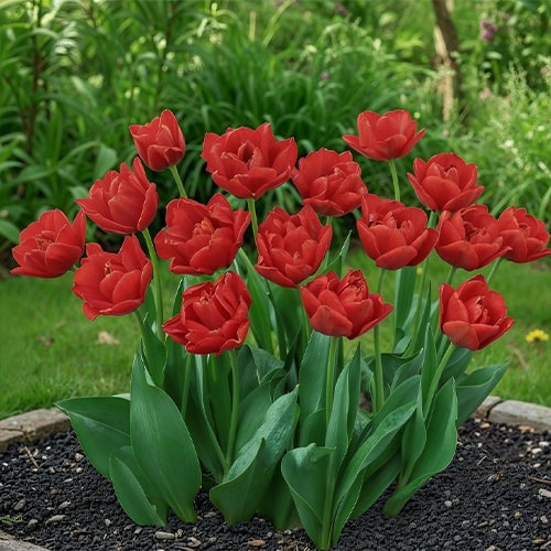 Tulip Abba Dream - for Sale Tulip Abba Dream