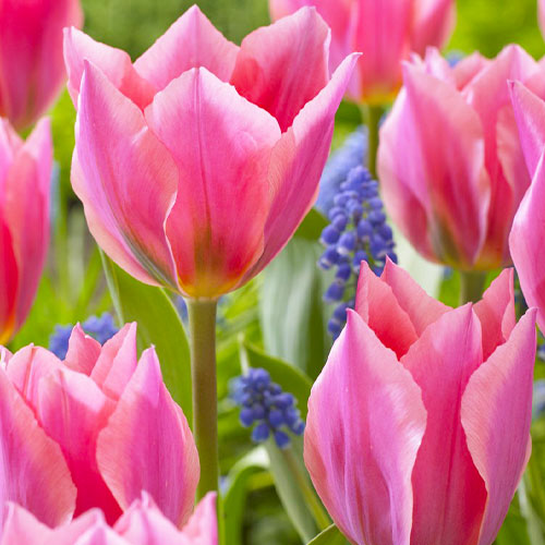 Tulip Albert Heijn - for Sale Tulip Albert Heijn