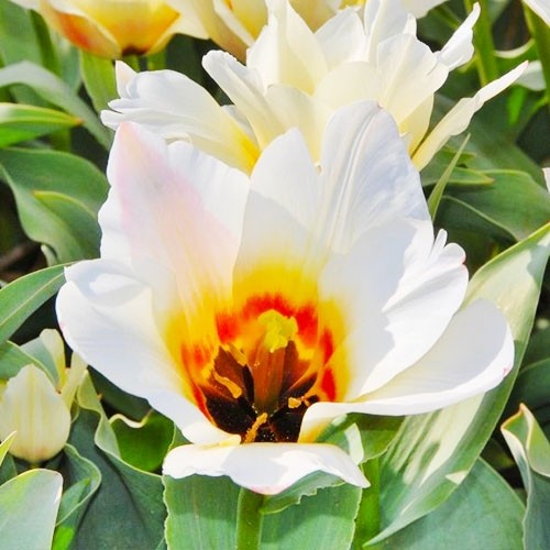 Tulip Albion Star - for Sale Tulip Albion Star