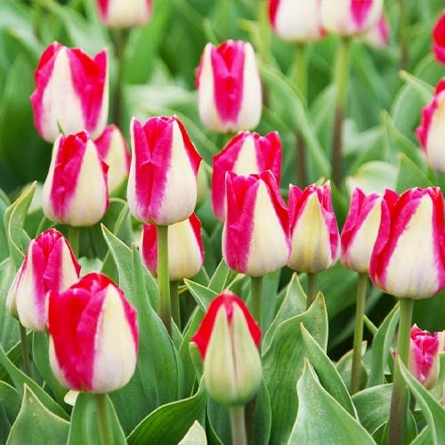 Tulip Alectric - for Sale Tulip Alectric