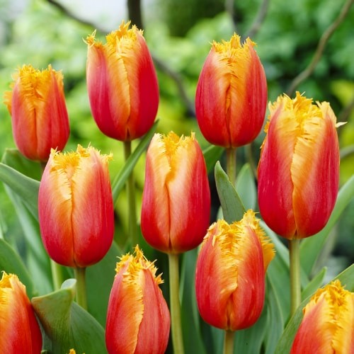 Tulip Aleppo - for Sale Tulip Aleppo