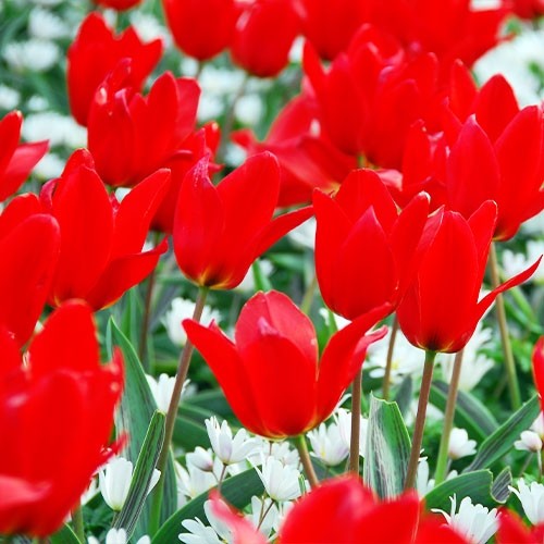 Tulip Ali Baba - for Sale Tulip Ali Baba