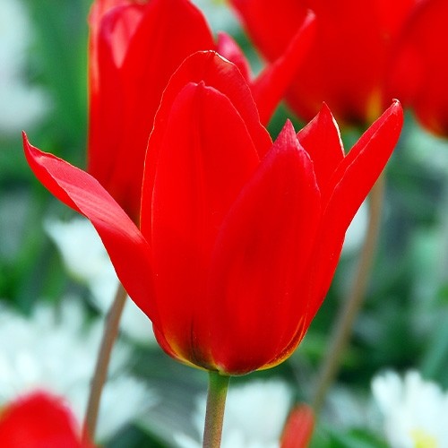 Tulip Ali Baba - for Sale Tulip Ali Baba
