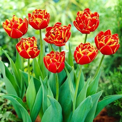 Tulip Allegretto - for Sale Tulip Allegretto