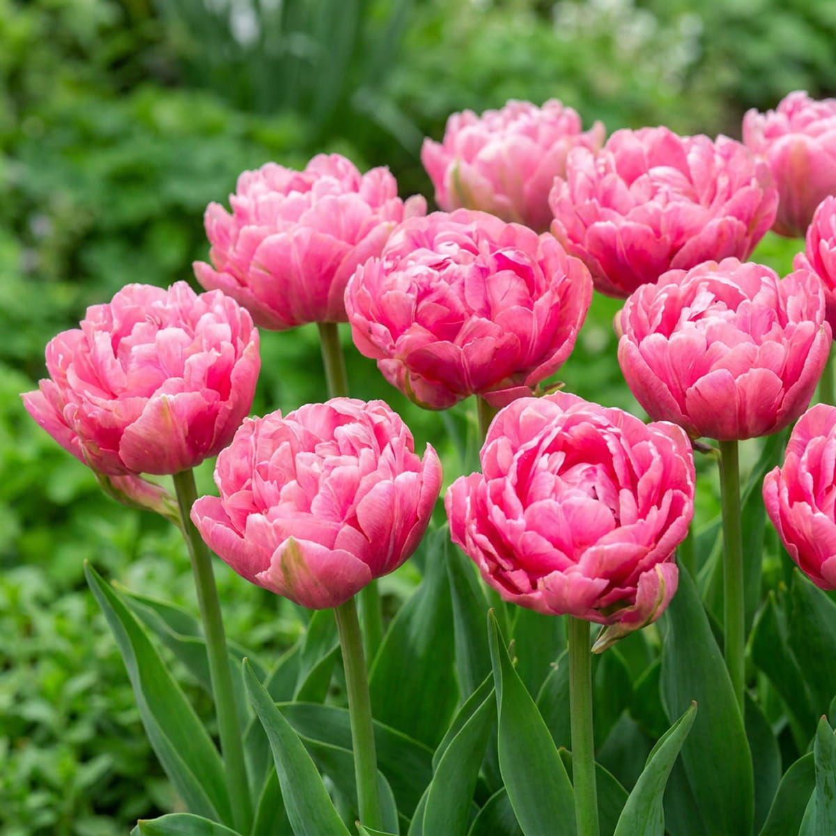 Tulipe Amazing Grace - for Sale Tulipe Amazing Grace