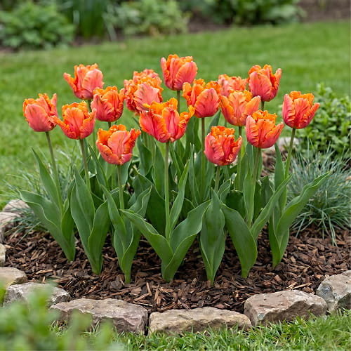 Tulip Amazing Parrot - for Sale Tulip Amazing Parrot