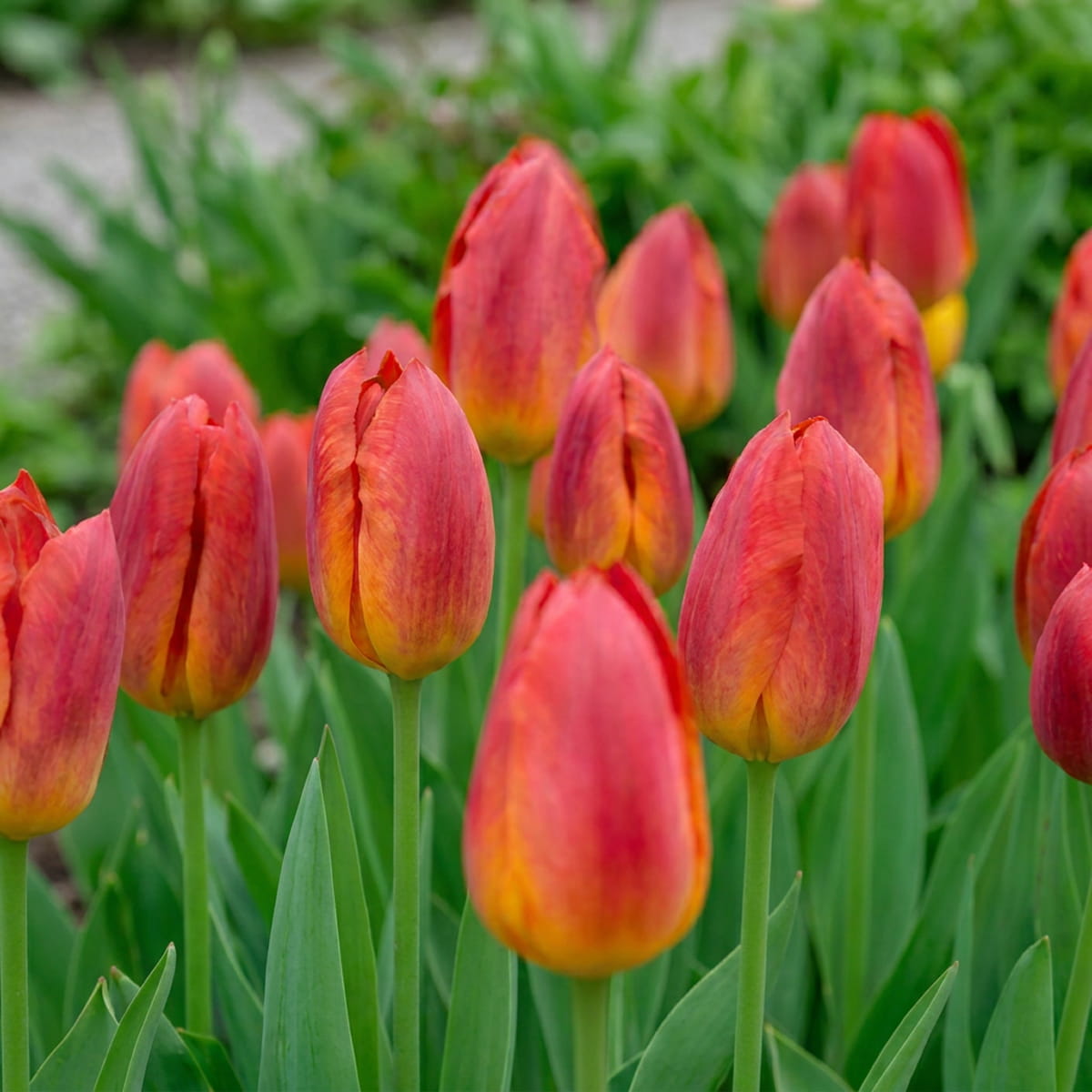 Tulipe Amberglow - for Sale Tulipe Amberglow
