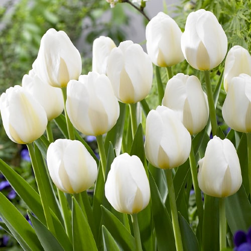 Tulip Angels Wish - for Sale Tulip Angels Wish