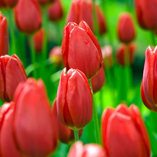 Tulip Apeldoorn - for Sale Tulip Apeldoorn