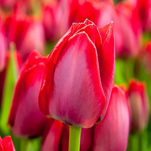 Tulip Apeldoorn - for Sale Tulip Apeldoorn