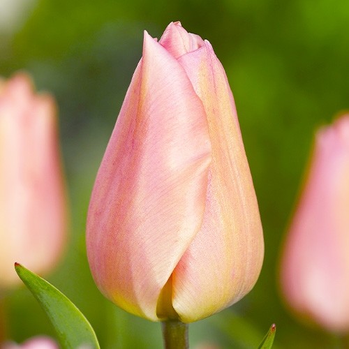 Tulipe Apricot Beauty - for Sale Tulipe Apricot Beauty