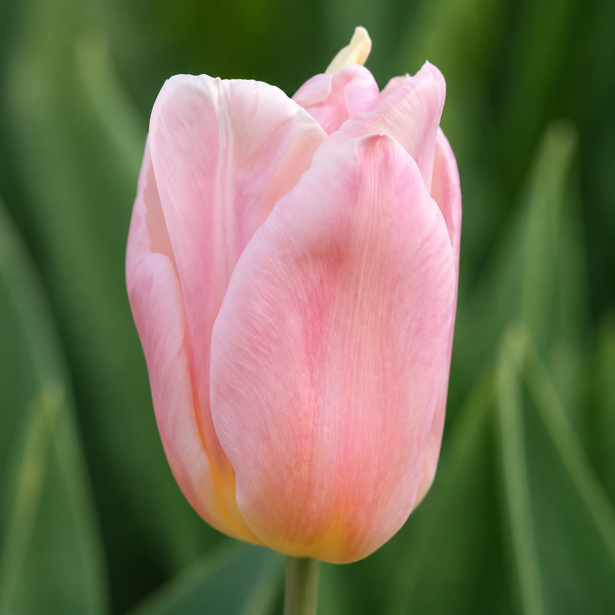Tulip Apricot Copex - for Sale Tulip Apricot Copex
