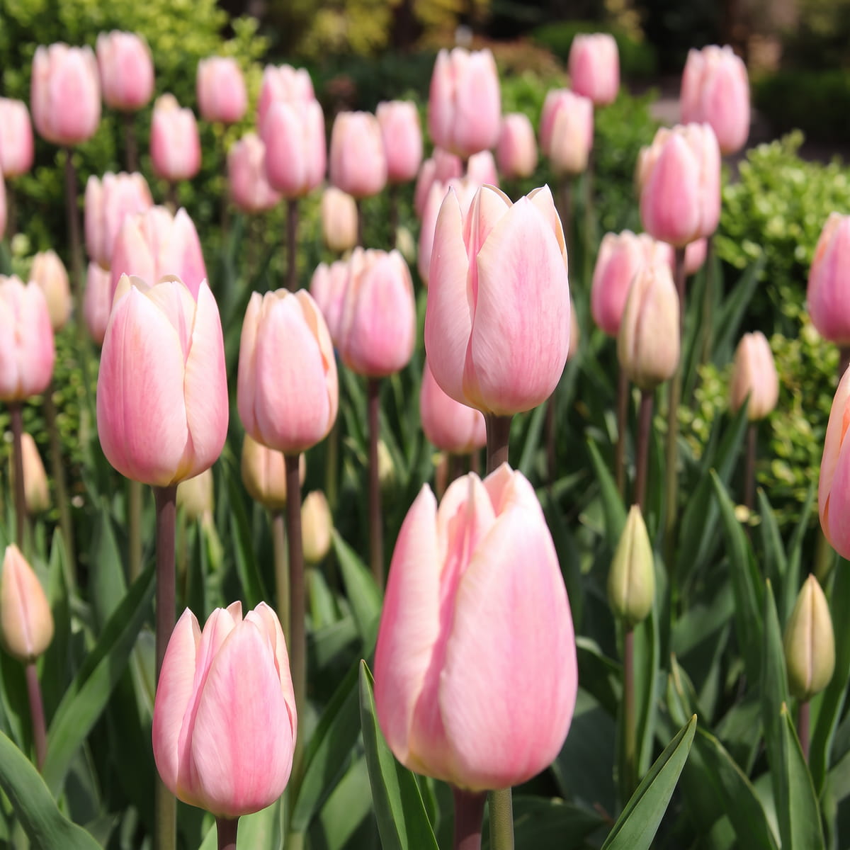Tulipano Apricot Delight - for Sale Tulipano Apricot Delight