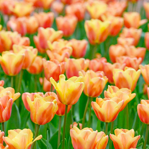 Tulip Apricot Foxx - for Sale Tulip Apricot Foxx