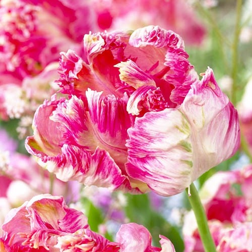 Tulip Apricot Parrot - for Sale Tulip Apricot Parrot