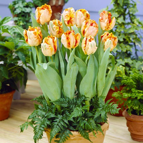 Tulip Apricot Parrot - for Sale Tulip Apricot Parrot