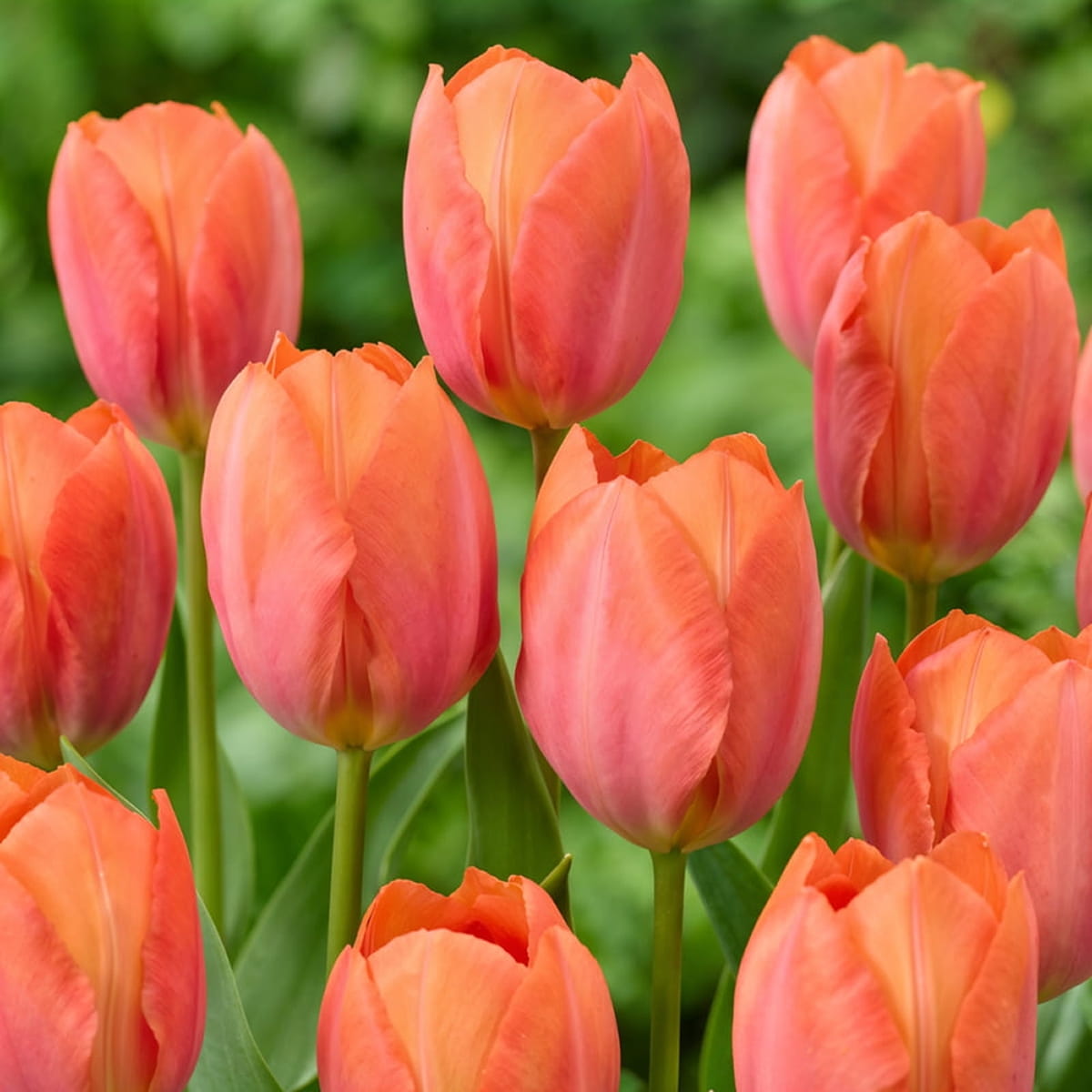 Tulip Apricot van Eijk - for Sale Tulip Apricot van Eijk