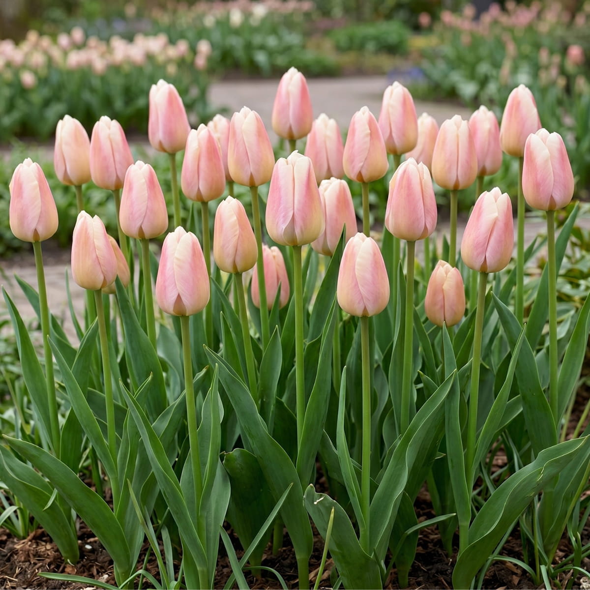 Tulip Apricote Pride - for Sale Tulip Apricote Pride