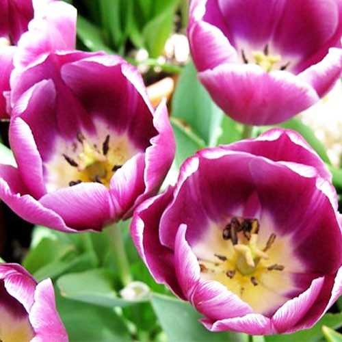 Tulip Arabian Mystery - for Sale Tulip Arabian Mystery
