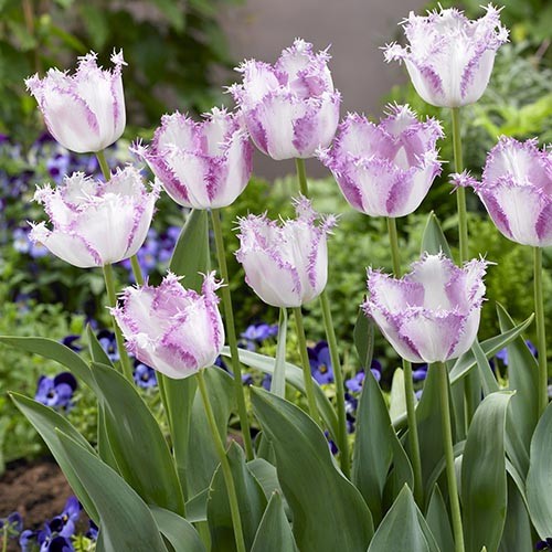 Tulip Aria Card - for Sale Tulip Aria Card