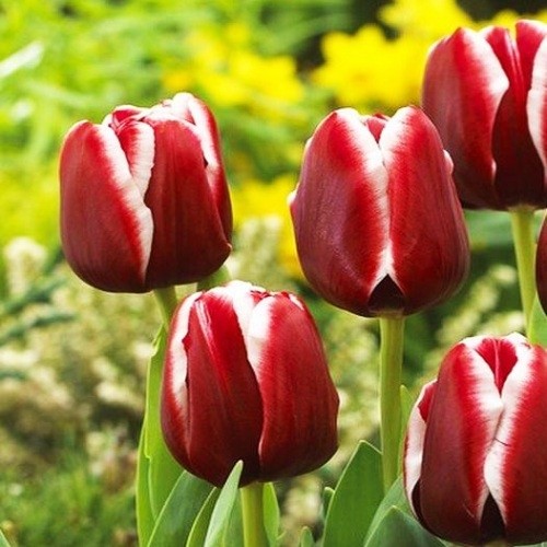 Tulip Armani - for Sale Tulip Armani