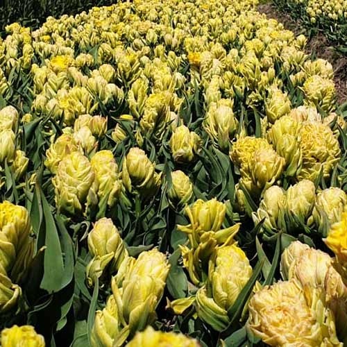 Tulip Artisjok Yellow - for Sale Tulip Artisjok Yellow