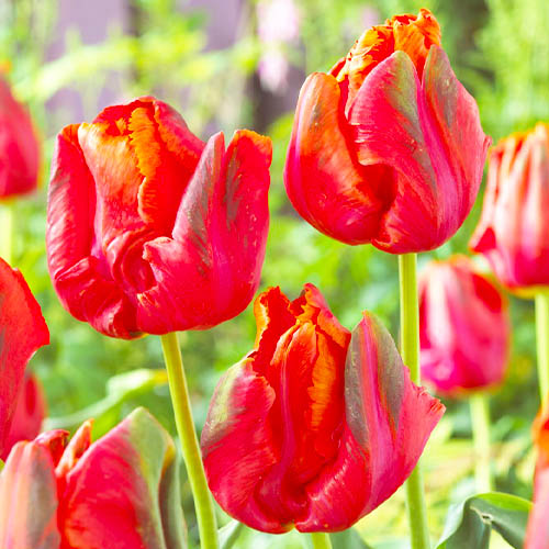 Tulipán Avignon Parrot - for Sale Tulipán Avignon Parrot
