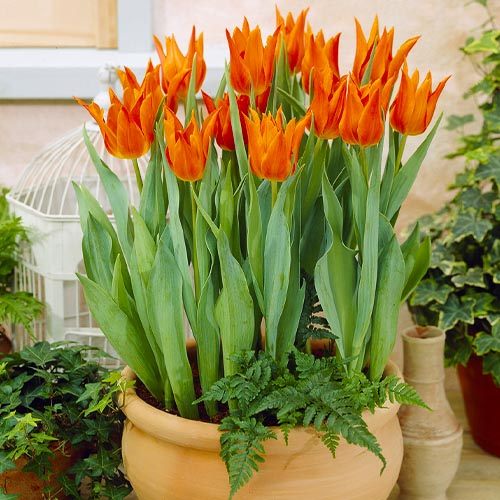 Tulip Ballerina - for Sale Tulip Ballerina