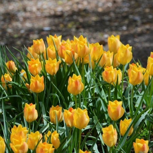 Tulpen Batalini Bright Gem - for Sale Tulpen Batalini Bright Gem