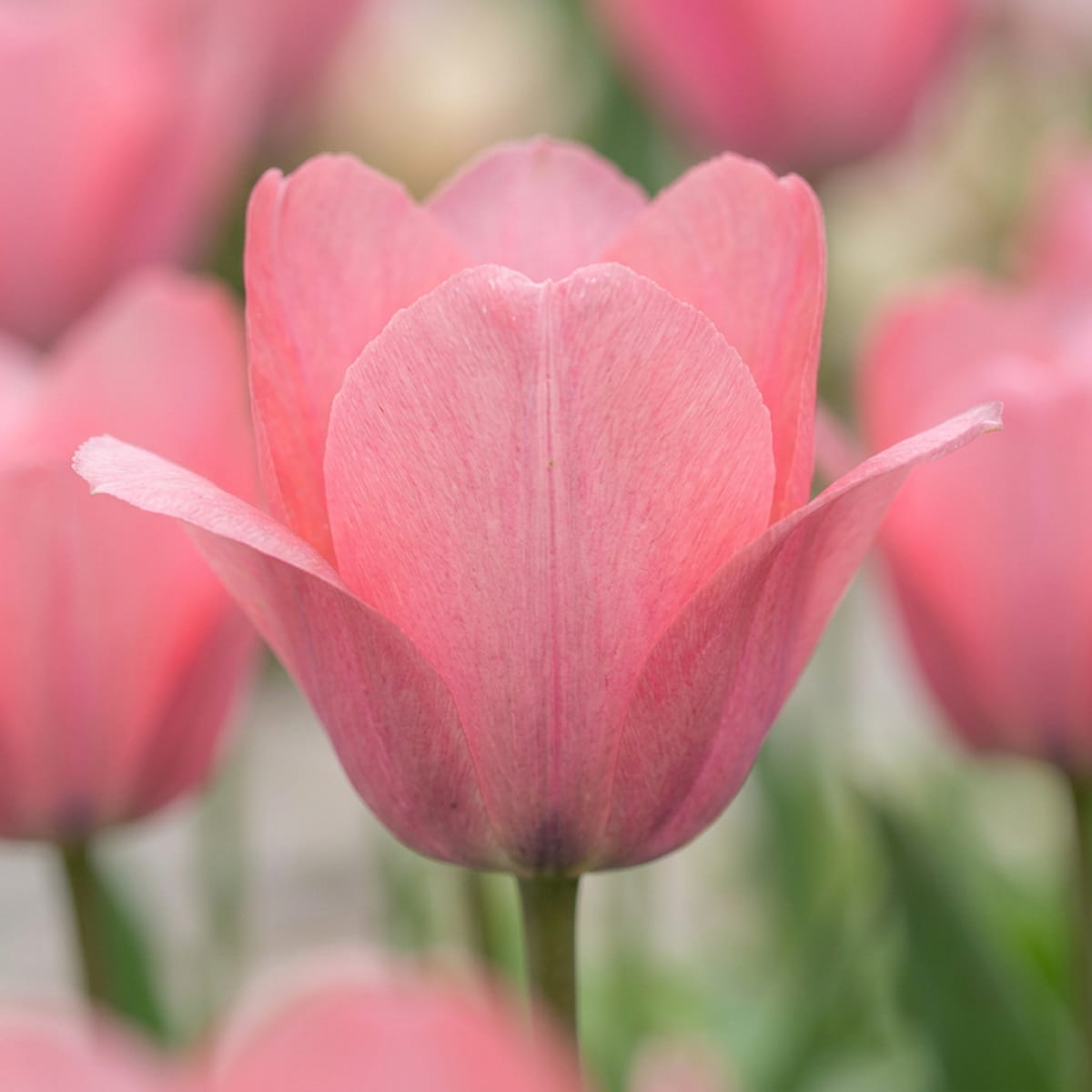 Tulip Bella Blush - for Sale Tulip Bella Blush