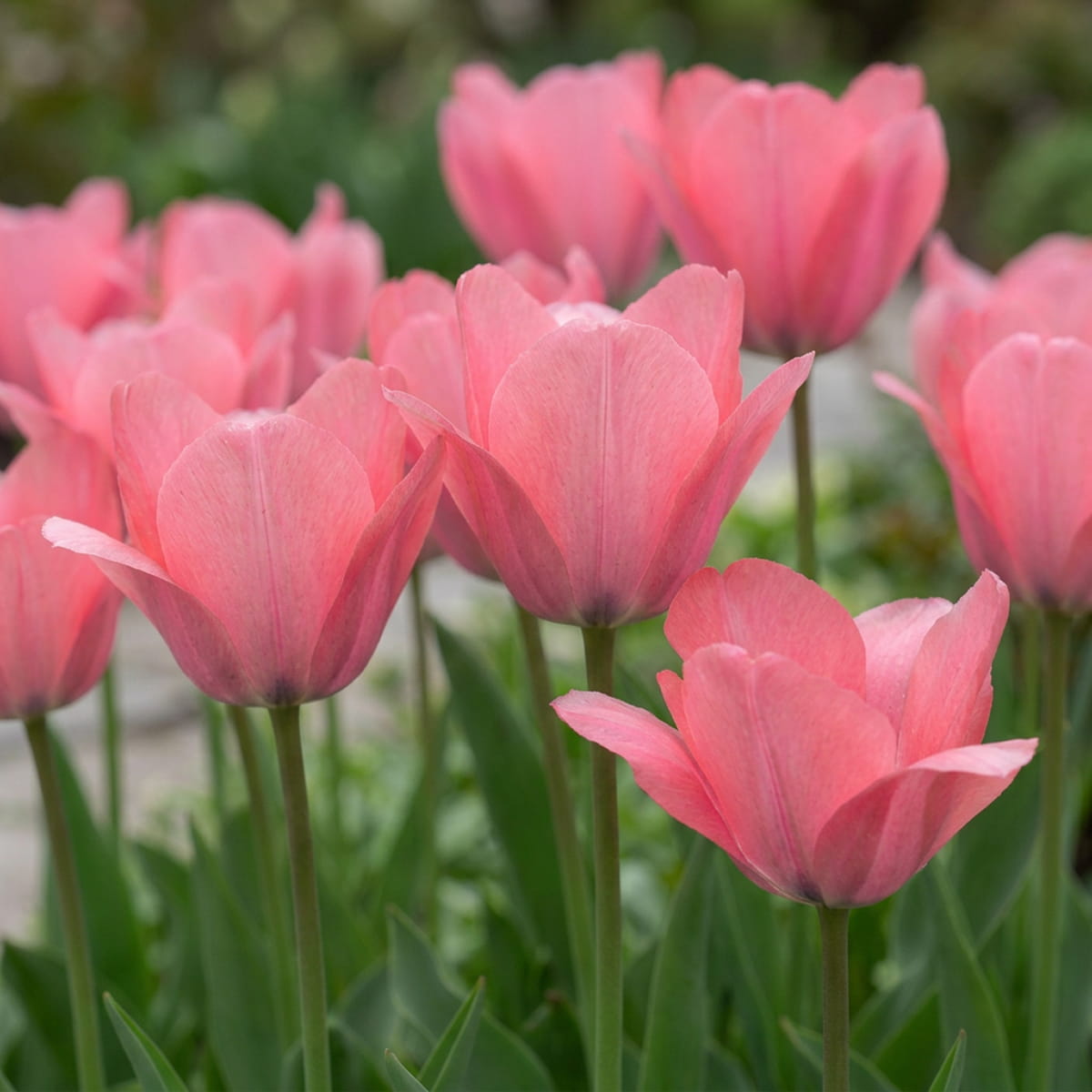 Tulip Bella Blush - for Sale Tulip Bella Blush