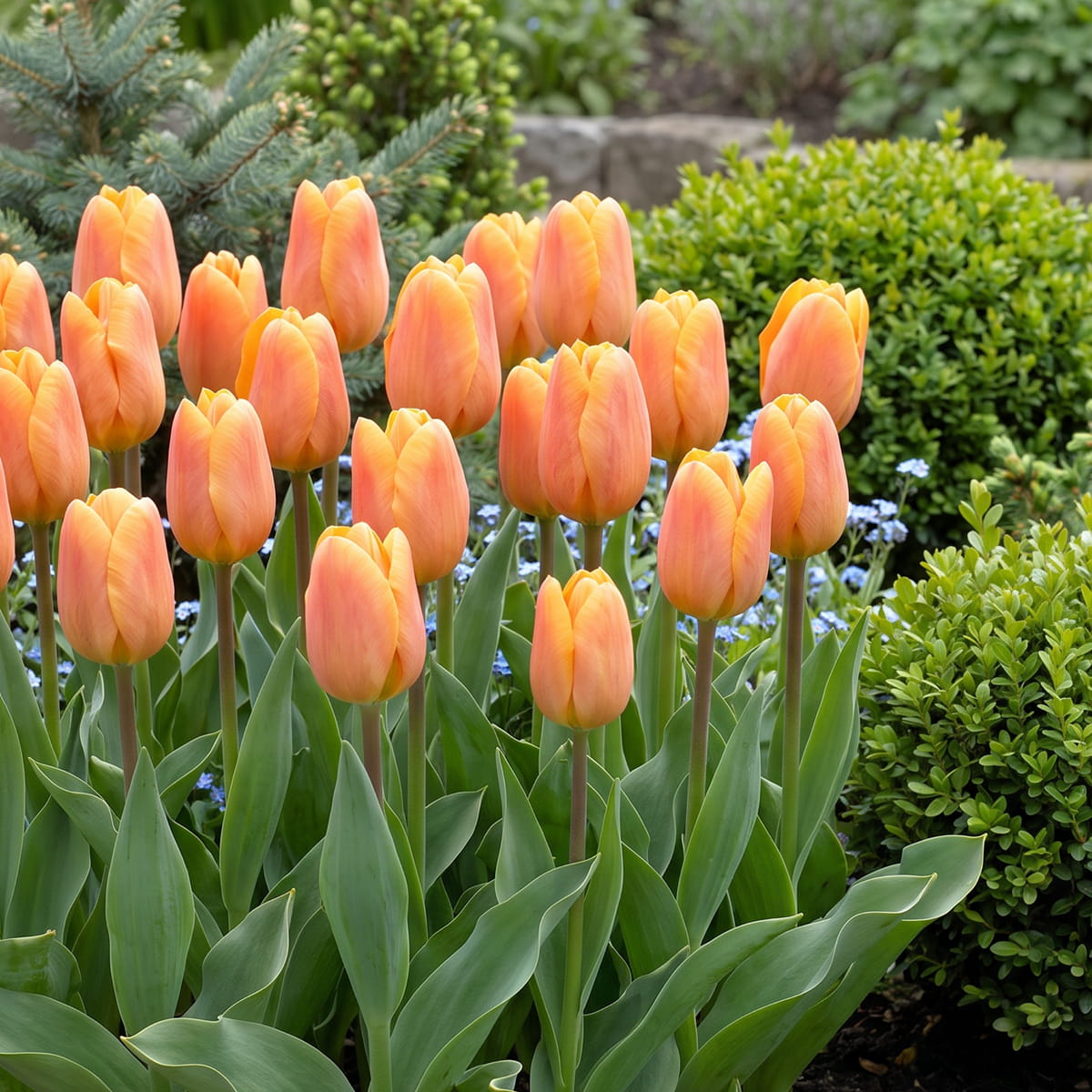 Tulp Bellville - for Sale Tulp Bellville